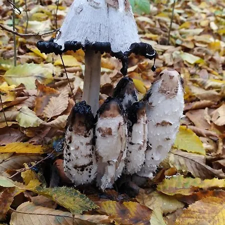 Lägenhet Iris